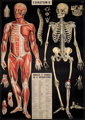 Cavallini Papel L'Anatomia