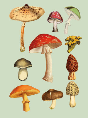 The Antiquarian Sticker Book