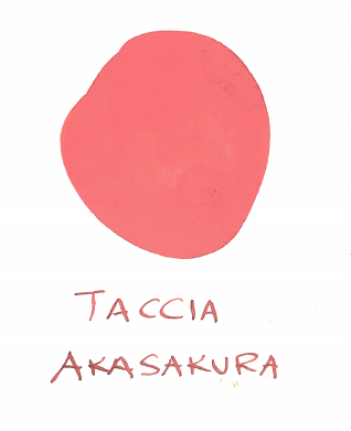 Taccia Akasakura