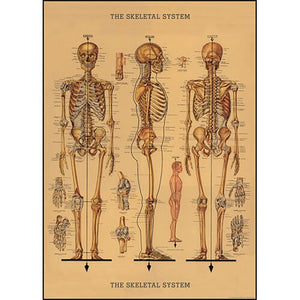 Cavallini Papel Skeleton