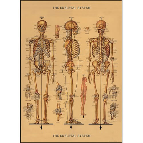 Cavallini Papel Skeleton